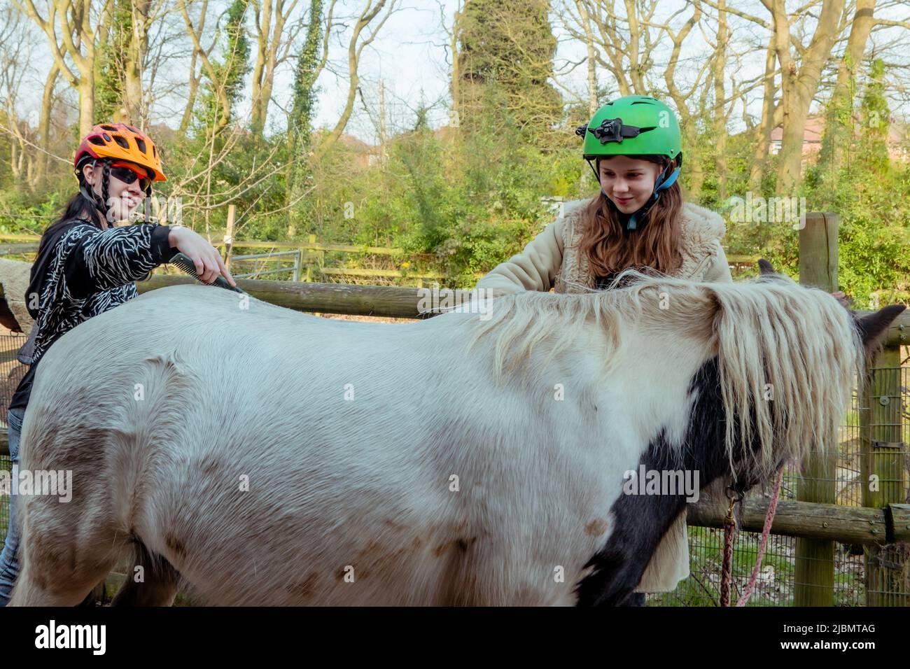 Chicas adolescentes arreglando un pequeño caballo gitano Foto de stock