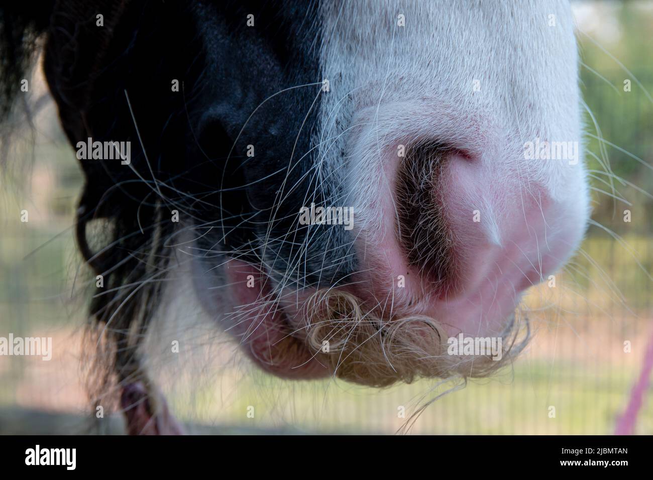 Primer plano de cara de caballo de mazorca gitana que muestra fosa nasal, bigote y susurros Foto de stock