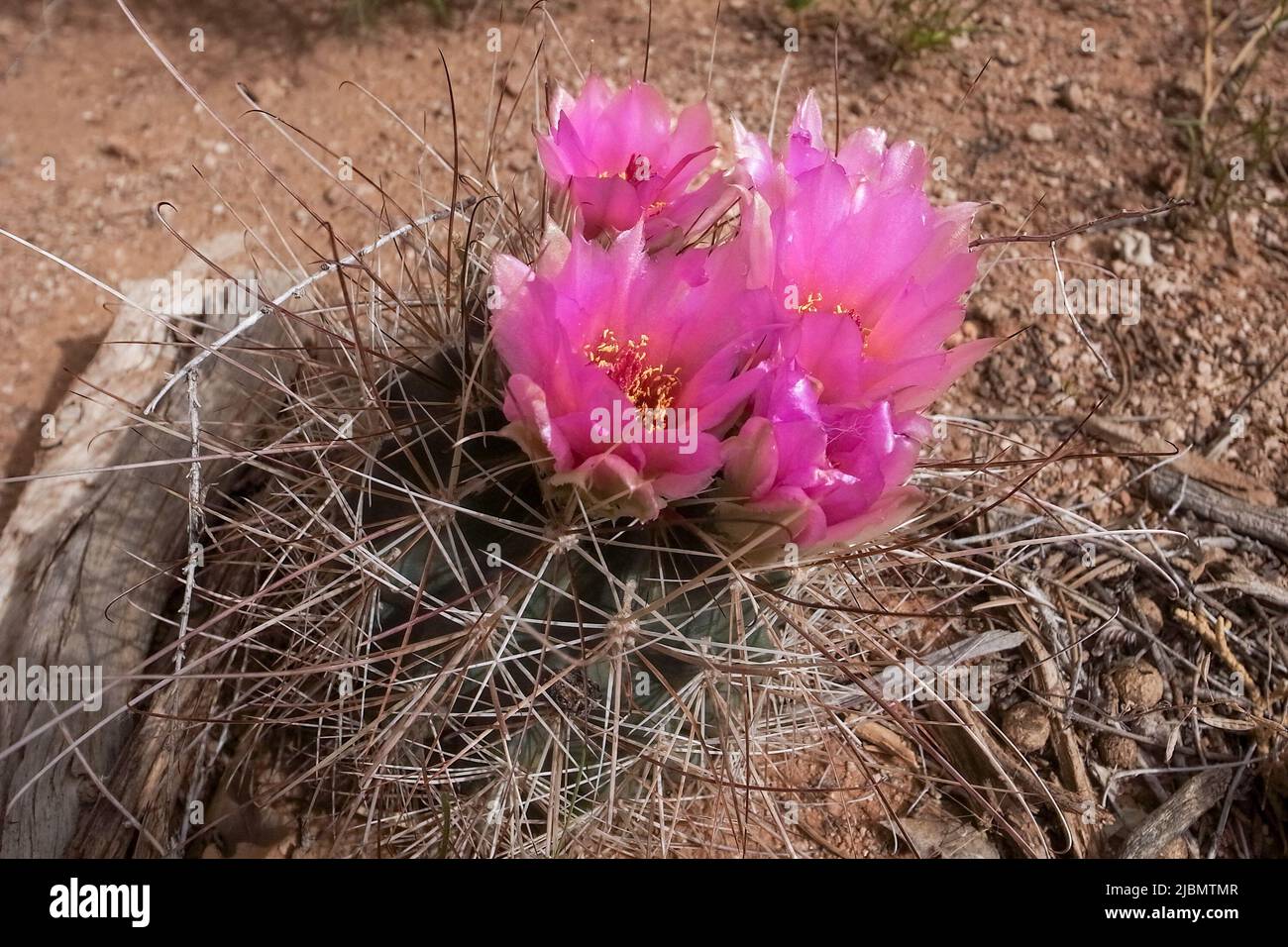 Detalle de las flores de cactus de anzuelos de flores pequeñas, sclerocactus parviflorus, en el Parque Nacional Arches, Utah, EE.UU. Flores rosas, violetas y. Foto de stock
