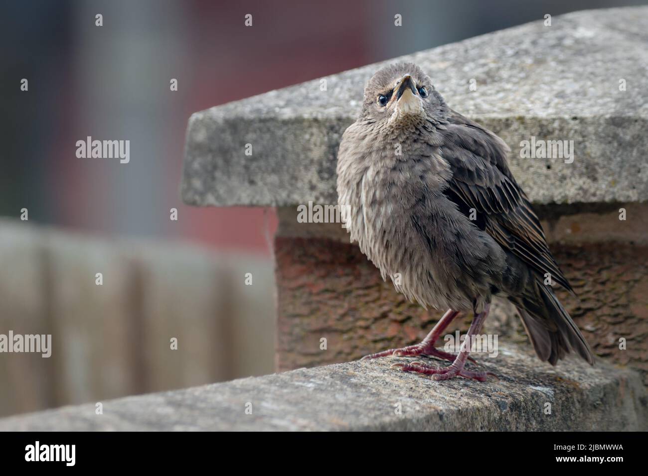 Jóvenes hambrientes con plumas de cabeza fluffed up mirando a la cámara Foto de stock