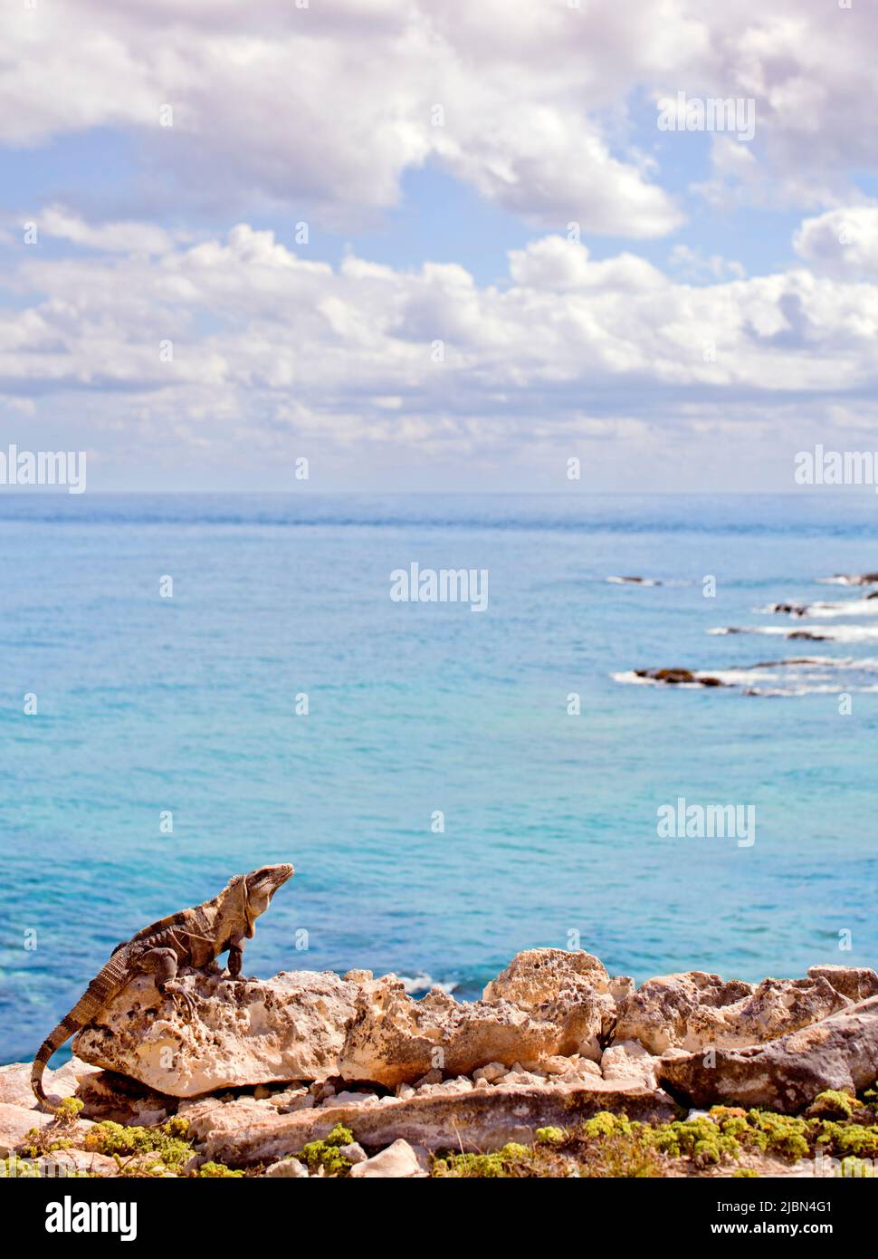Una iguana descansa en el sol. Isla Mujeres, Quintana Roo, México. Foto de stock