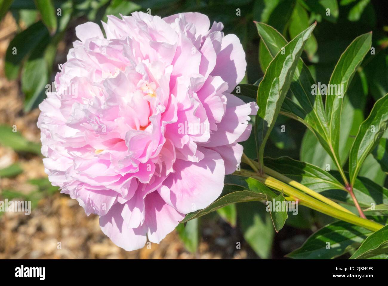 Flor de color rosa claro Paeonia lactiflora 'Reine Victoria', atractivo, flor, belleza, peonía Foto de stock