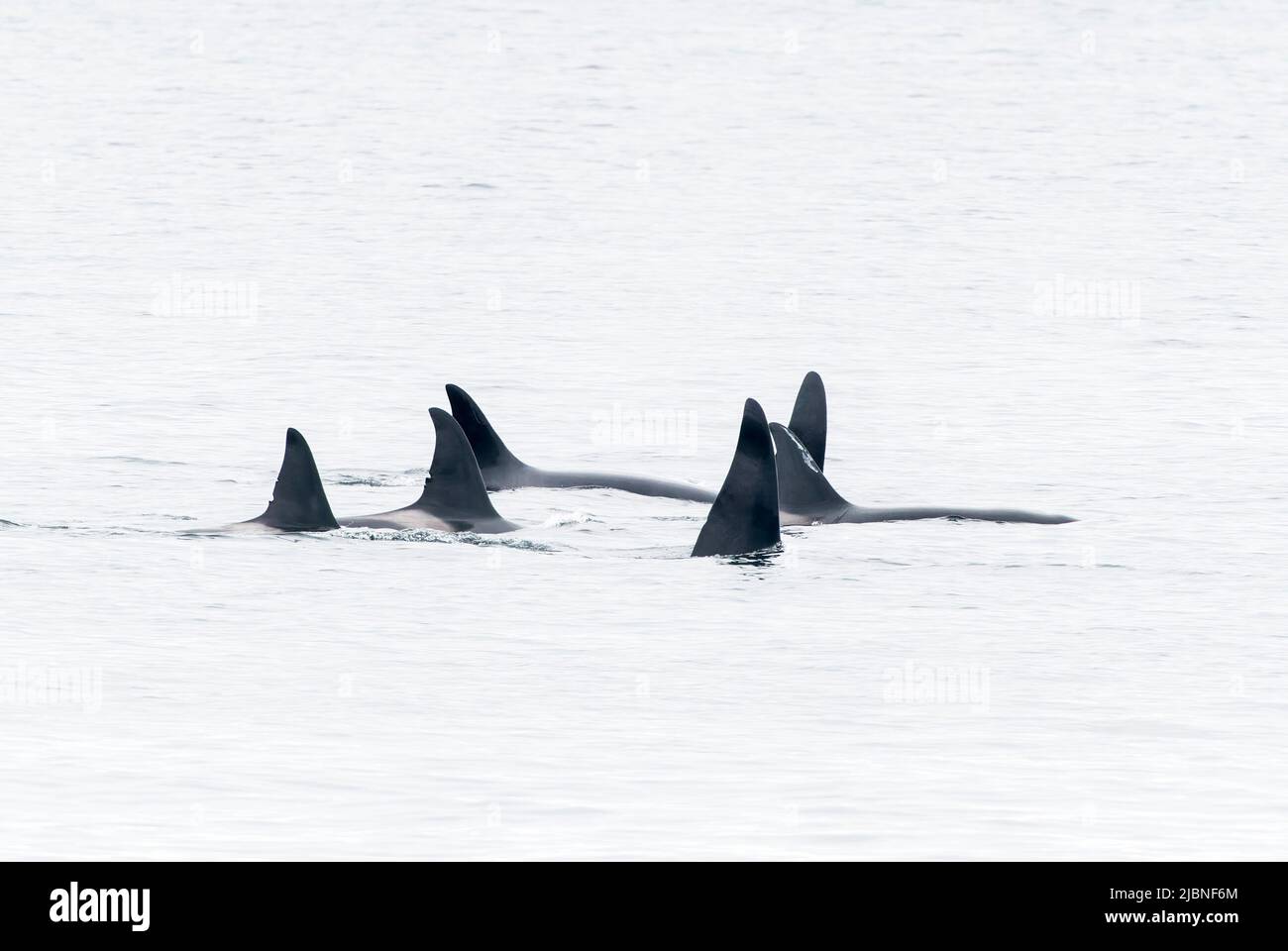 Orca o ballena asesina, Orcinus orca, vaina de 6 animales nadando en el mar frente a Lochmaddy, Escocia, Reino Unido, 28 de mayo de 2022 Foto de stock