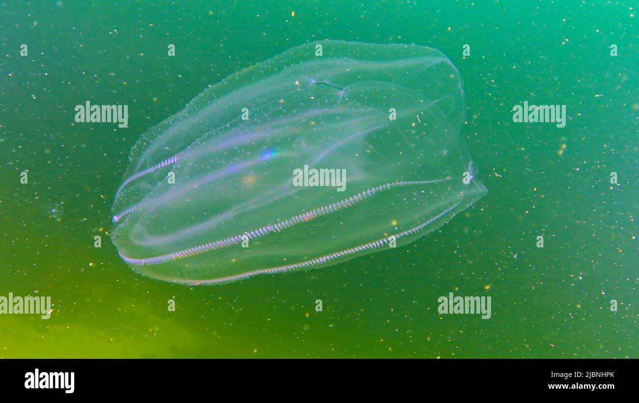 Ctenóforos, nido invasor al Mar Negro, medusas Mnemiopsis leidy. Mar Negro Foto de stock