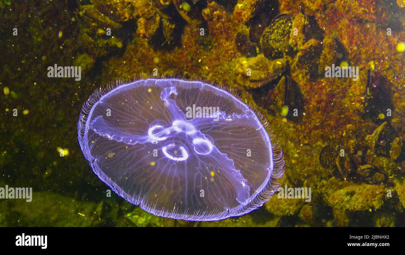 Fauna del Mar Negro. Aurelia aurita (jalea de luna, medusas de luna, medusas comunes, o jalea de platillo) Foto de stock