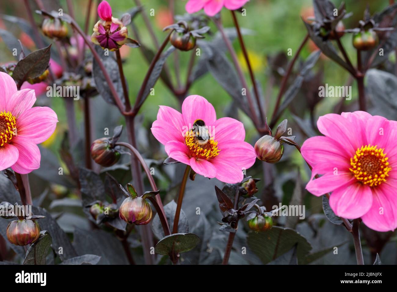 Bumblebee de cola buff en un Dahlia rosa Foto de stock