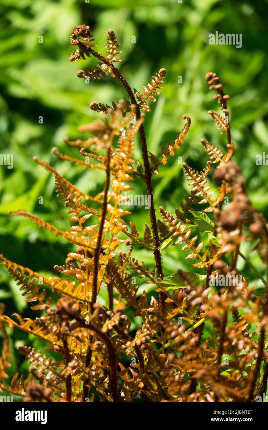 Jardín de helechos, hojas de helechos, Dryopteris erythrosora, Dryopteris, Fern rusty, Hojas en el jardín Foto de stock