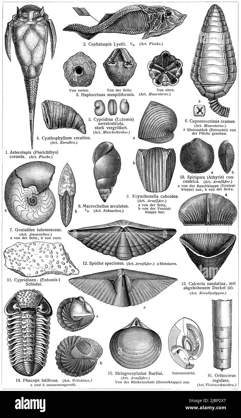 Fauna del período Devoniano. Publicación del libro 'Meyers Konversations-Lexikon', Volumen 2, Leipzig, Alemania, 1910 Foto de stock