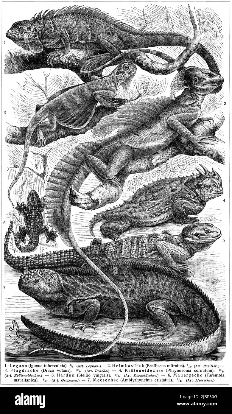 Varios lagartos (Lacertidae). Publicación del libro 'Meyers Konversations-Lexikon', Volumen 2, Leipzig, Alemania, 1910 Foto de stock
