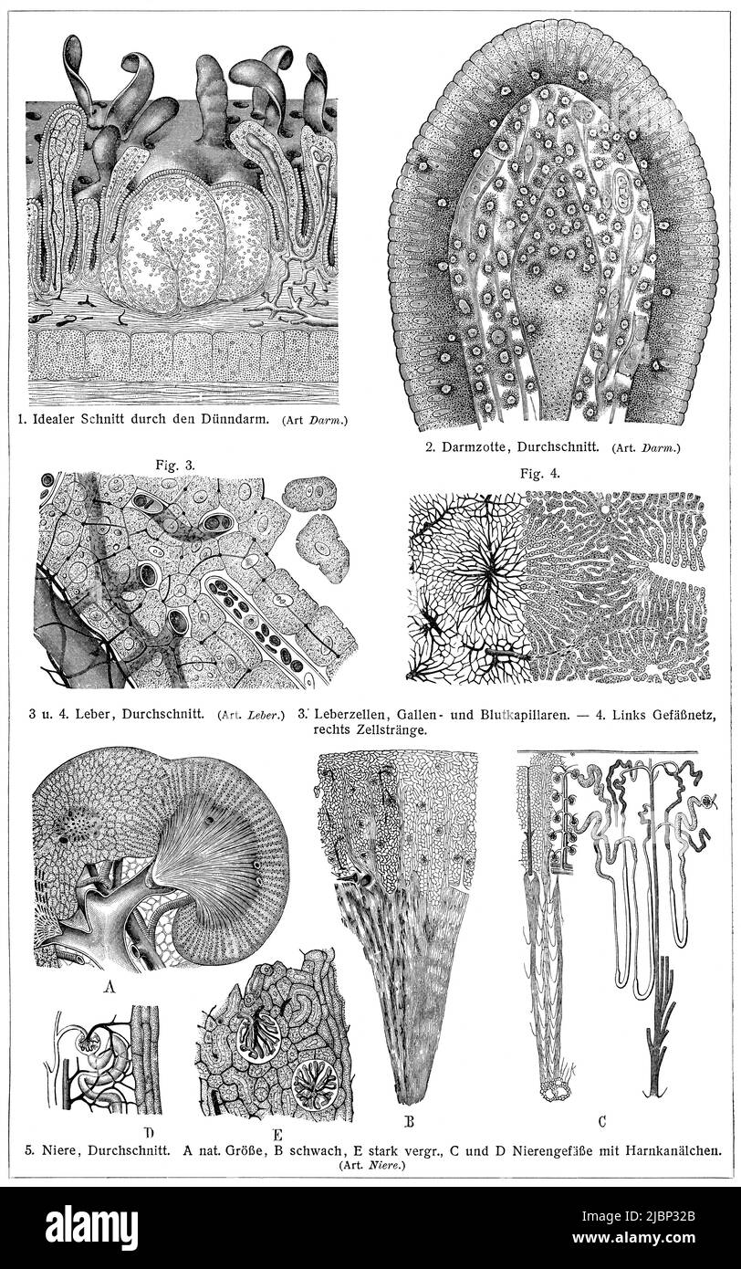 Sección transversal de órganos internos humanos. Publicación del libro 'Meyers Konversations-Lexikon', Volumen 2, Leipzig, Alemania, 1910 Foto de stock