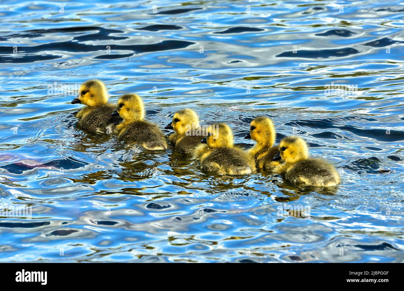 Seis goslings de ganso de Canadá (Branta canadensis); natación en una línea Foto de stock
