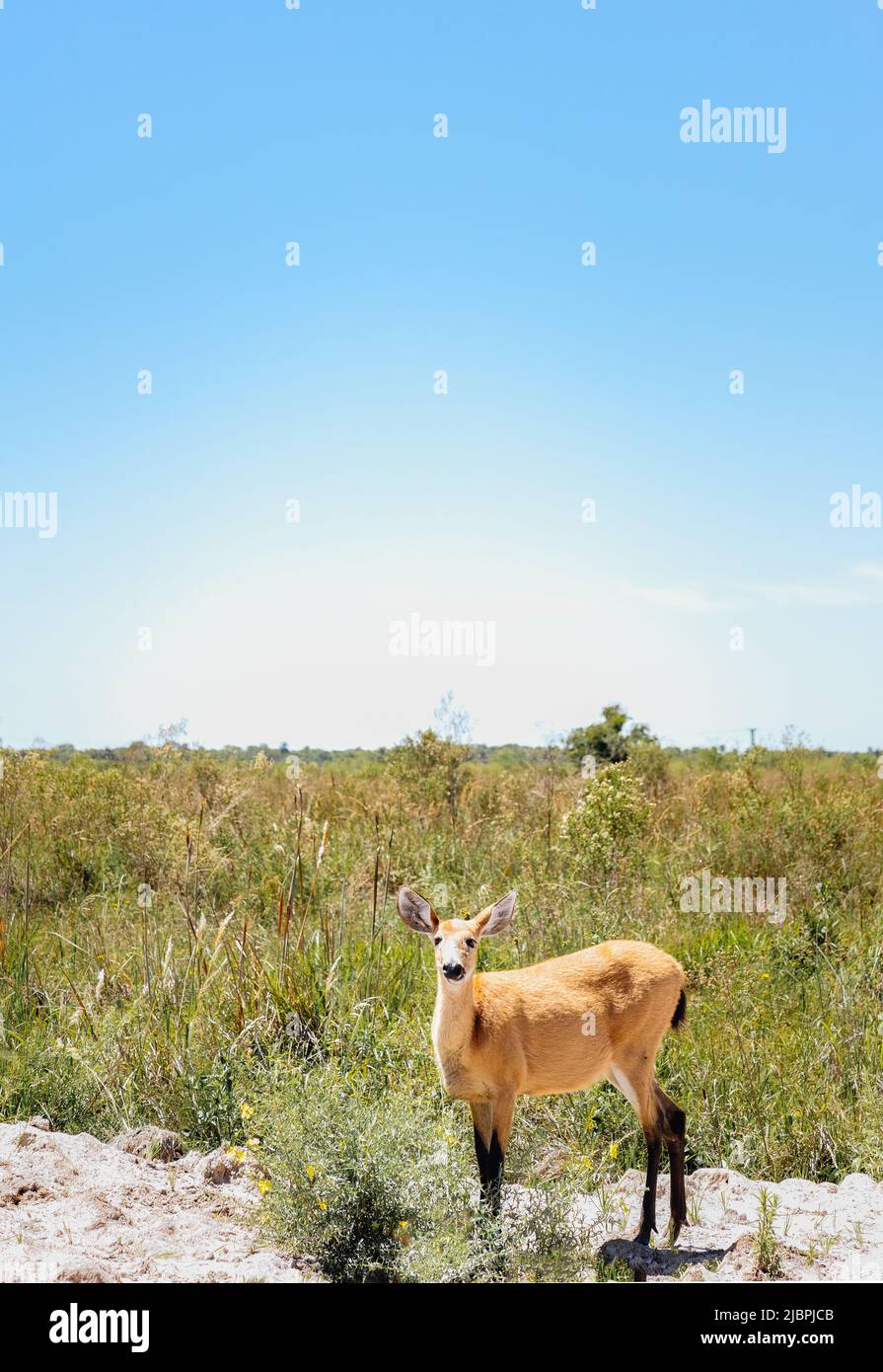 Ciervo de pampas hembra (Ozotoceros bezoarticus) se alza mirando la cámara en los pastizales de Ibera, Argentina. Los ciervos de pampas fueron reintroducidos a mí Foto de stock