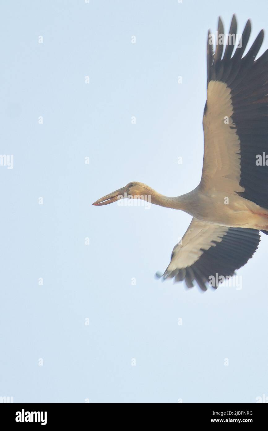 una cigüeña de pico abierto o pico abierto asiático (anastomus oscitans) volando en el cielo azul Foto de stock