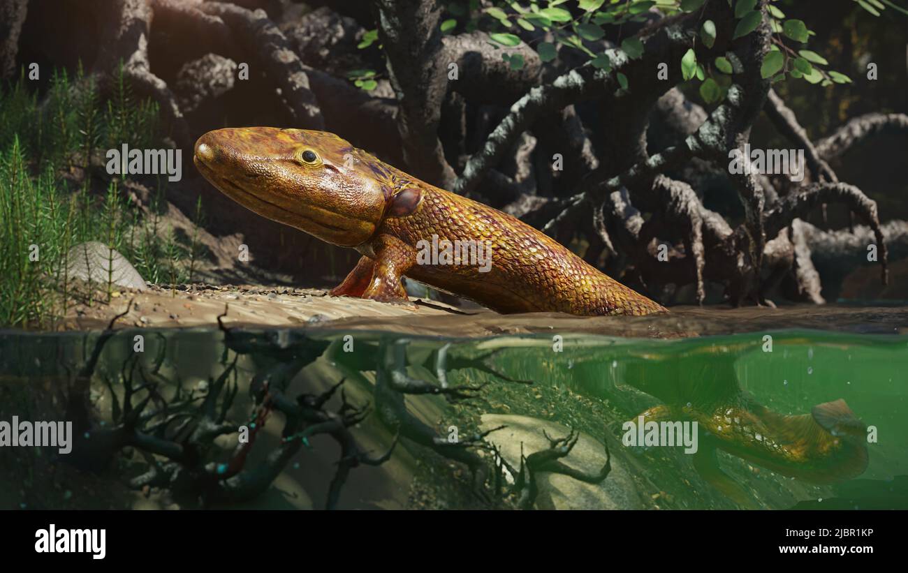 Tiktaalik, extinto pez caminante, la evolución de los animales de cuatro patas Foto de stock