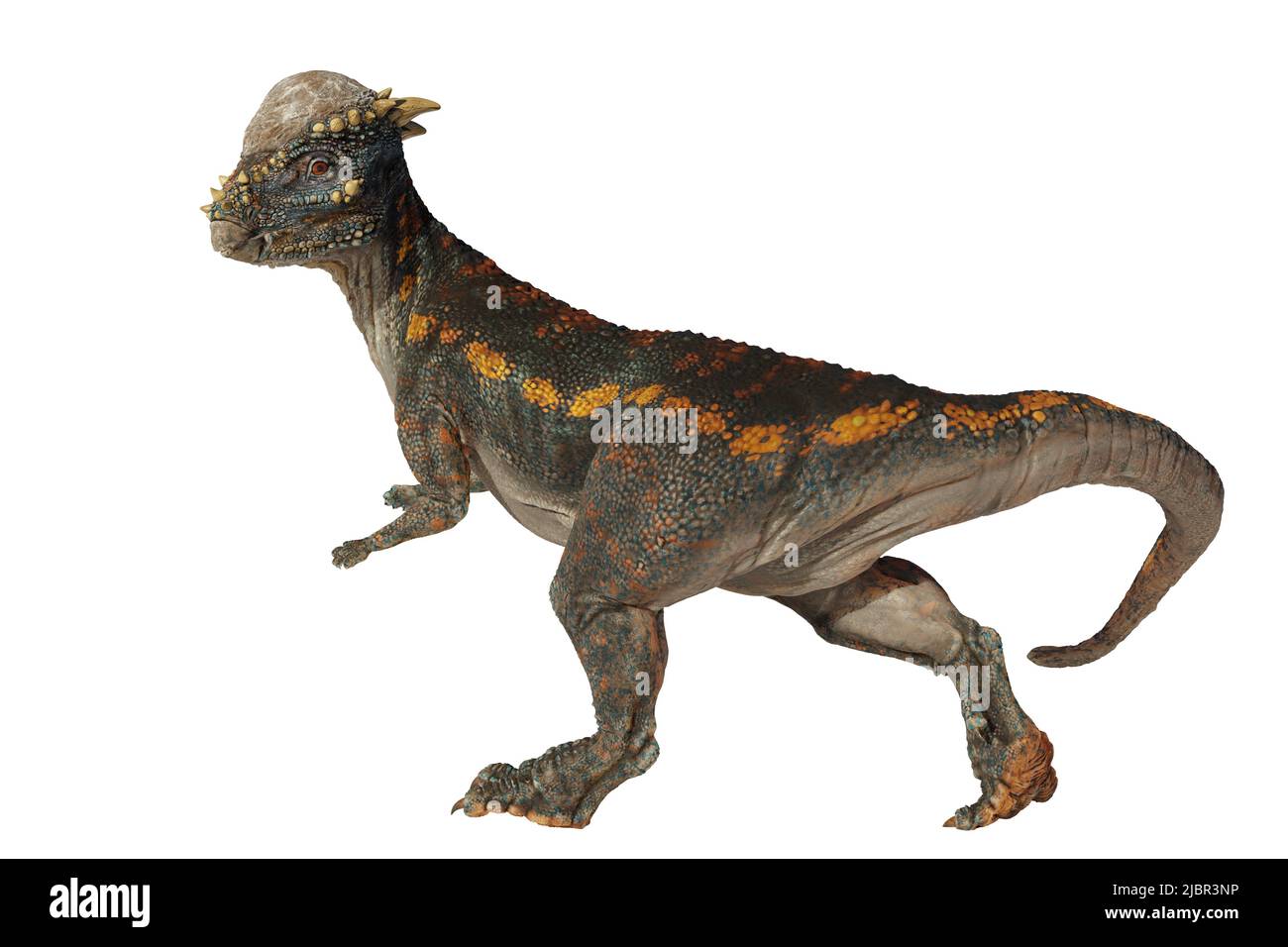 Pachycephalosaurus, dinosaurio del Cretácico Tardío, aislado sobre fondo blanco Foto de stock
