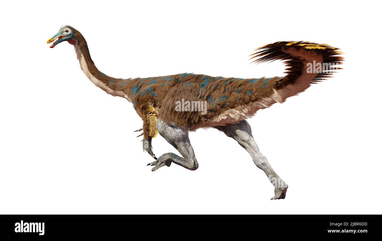 Gallimimimo, dinosaurio terópodo emplumado que vivió durante el período Cretácico tardío, aislado sobre fondo blanco Foto de stock