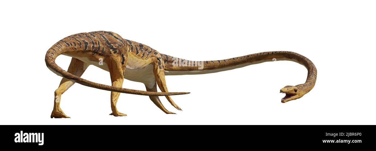 Tanystropheus, reptil extinto desde el período Triásico Medio hasta el Triásico Tardío, aislado sobre la bandera blanca de fondo Foto de stock