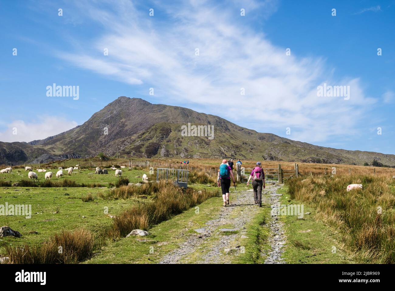 Los excursionistas que caminan por tierra a través de las tierras de labranza a la montaña Moel Siabod en el Parque Nacional de Snowdonia. Capel Curig, Conwy, norte de Gales, Reino Unido, Gran Bretaña Foto de stock
