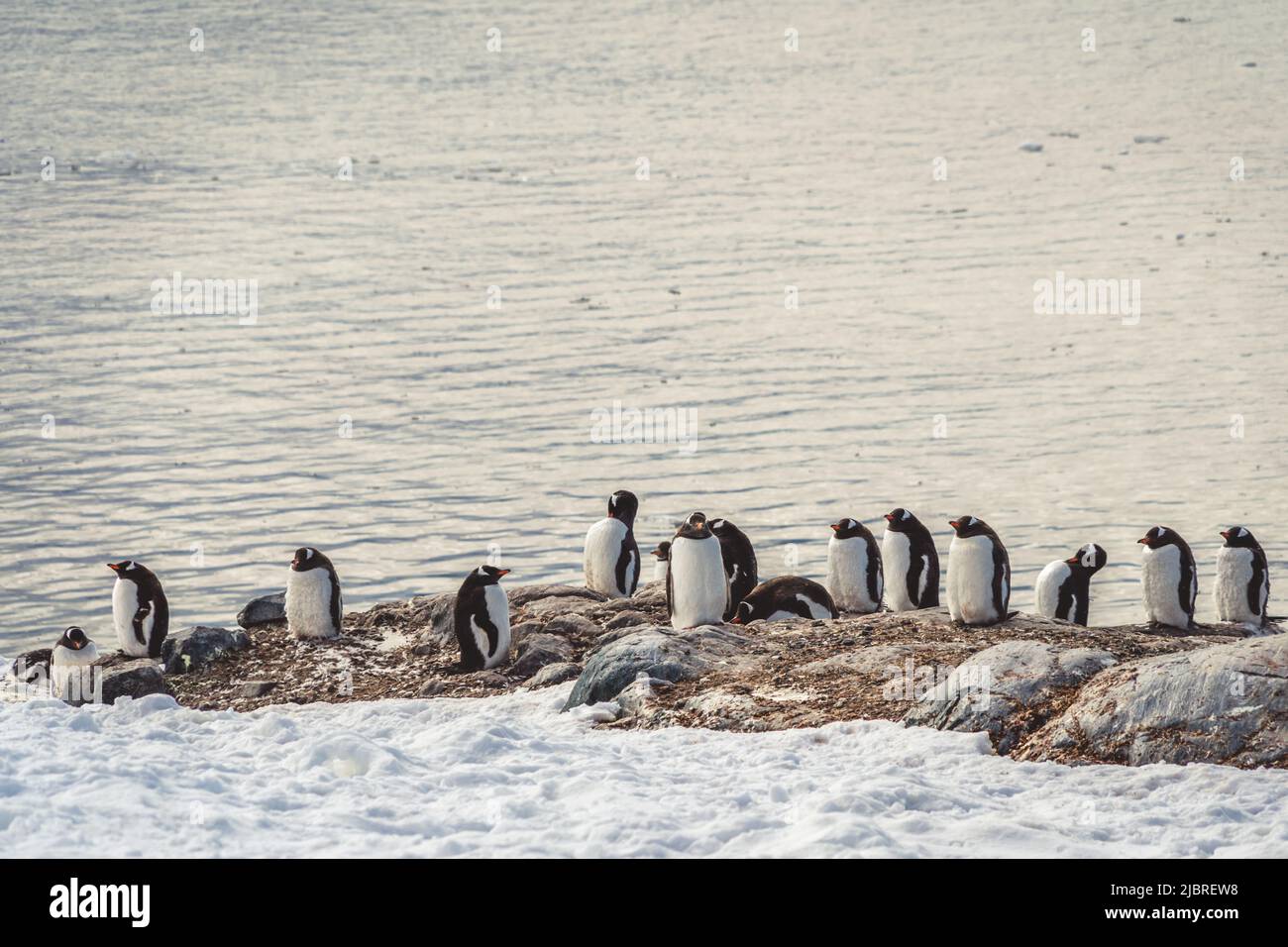Pingüinos en la Antártida. Puerto Lockroy Foto de stock