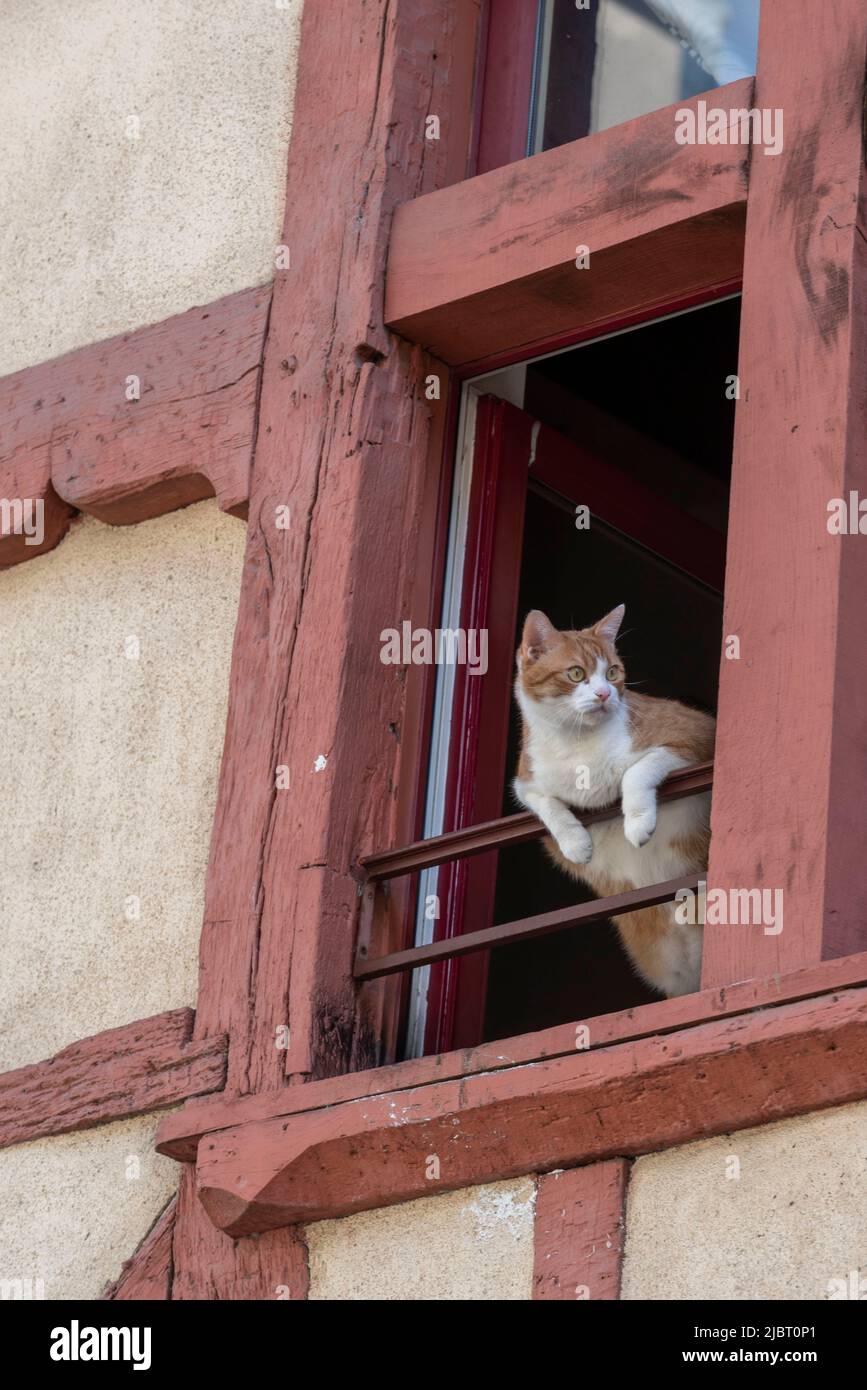 Francia, Mayenne, Laval, gato en una ventana Foto de stock