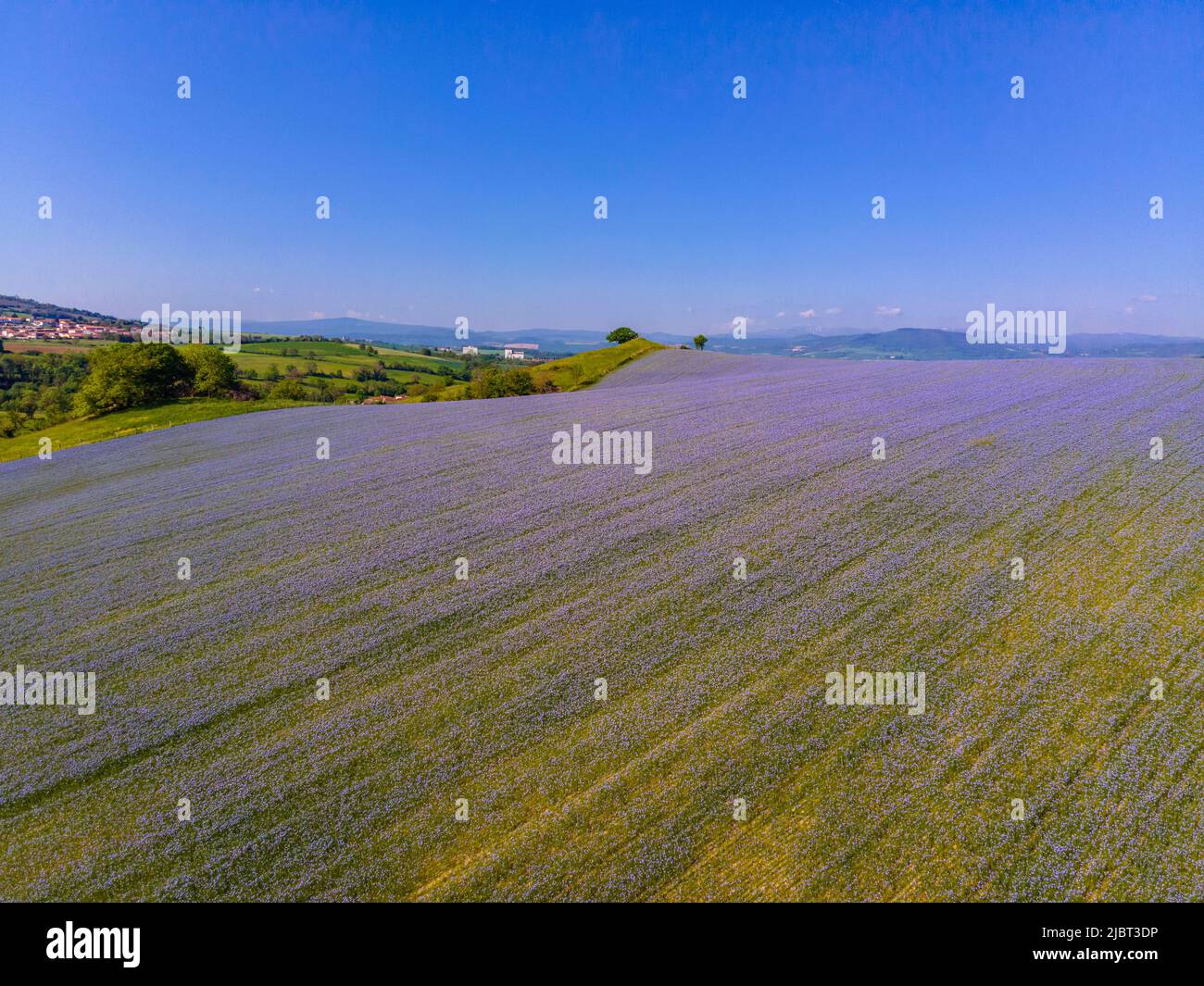 Francia, Puy de Dome, cultivo de lino en Saint-Maurice (vista aérea) Foto de stock