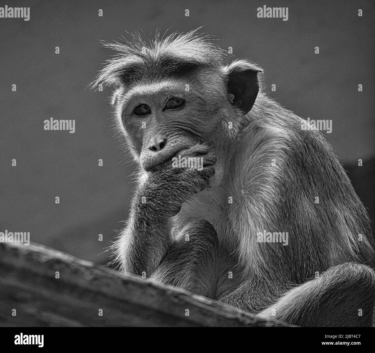 Mono astronauta Imágenes de stock en blanco y negro - Alamy