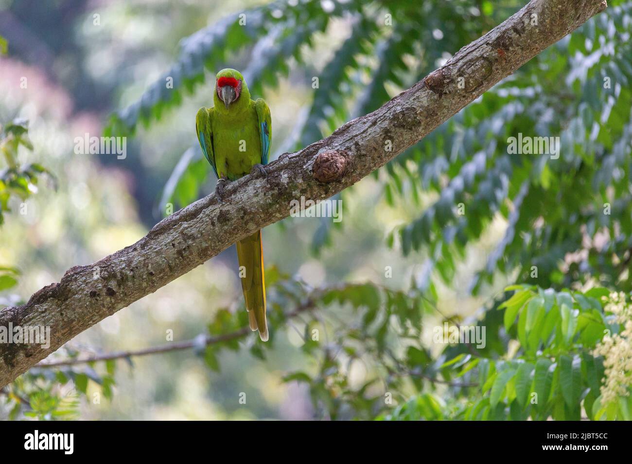 Costa Rica, Provincia de Limón, Macaw de Buffon (Ara ambigua) en la selva tropical de la costa caribeña Foto de stock
