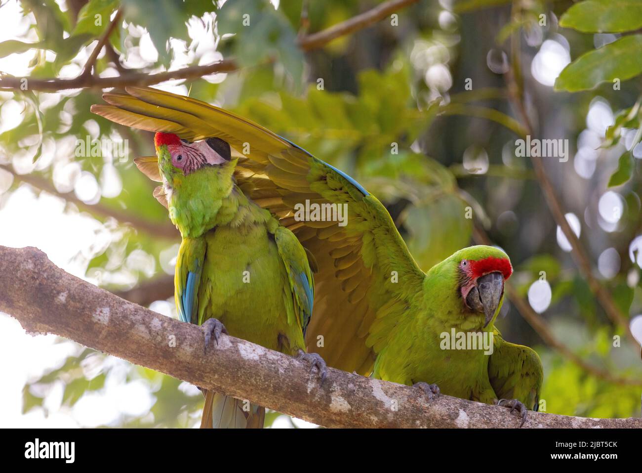 Costa Rica, Provincia de Limón, Macaw de Buffon (Ara ambigua) en la selva tropical de la costa caribeña Foto de stock