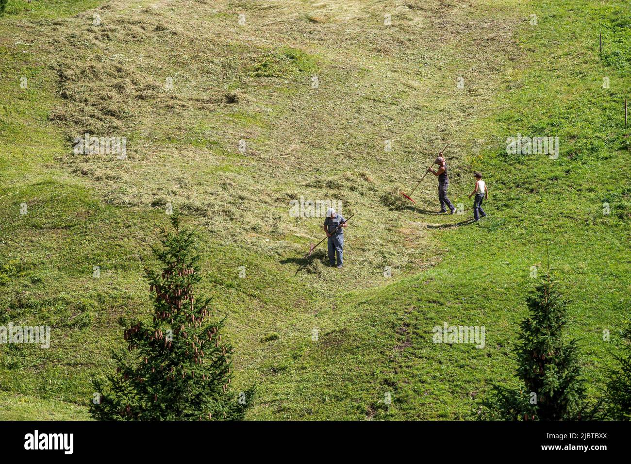 Francia, Saboya, el parque nacional de Vanoise, Val-d'Isere, los agricultores regresan la hierba de la mown en un campo Foto de stock