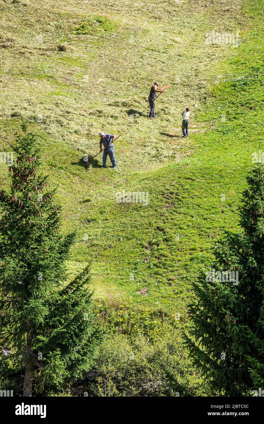 Francia, Saboya, el parque nacional de Vanoise, Val-d'Isere, los agricultores regresan la hierba de la mown en un campo Foto de stock