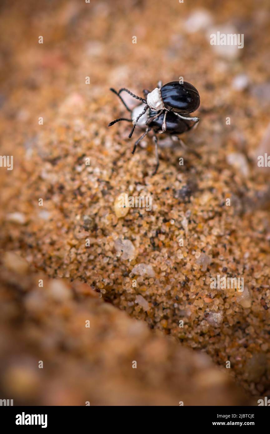 Namibia, Costa de Esqueleto, Región de Erongo, Swakopmund, Desierto de Namib, acoplamiento de escarabajos diminutos Foto de stock