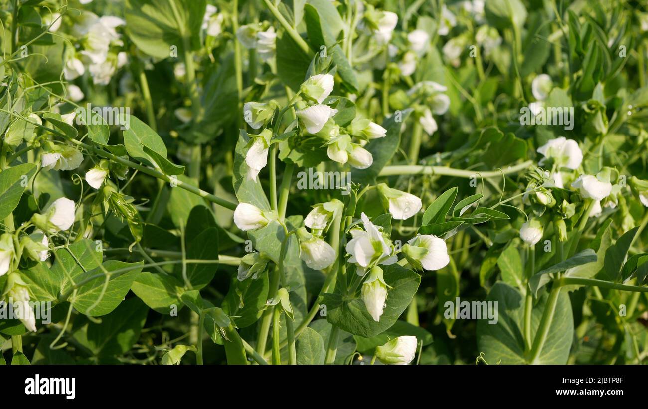 Guisantes detalle flor flor blanco bio agricultura orgánica Pisum sativum, abono verde campo de pajote y la nutrición del suelo para otros cultivos cobertura Foto de stock