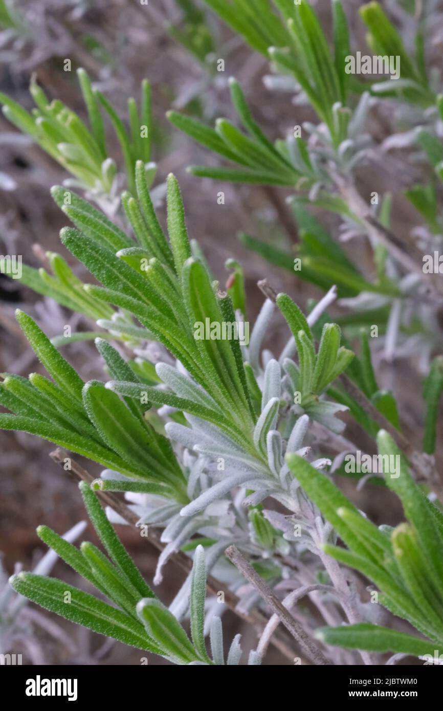 Planta de romero con hojas jóvenes en primer plano. Rosemary Planta morena  macro con nuevos extremos verde claro Fotografía de stock - Alamy