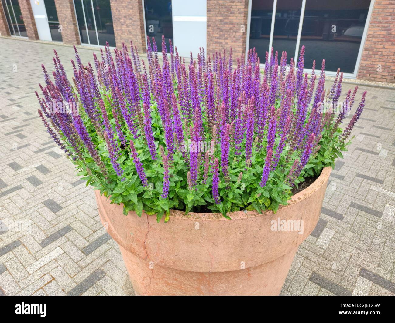 Maceta grande de terracota que contiene plantas de lavanda con flores de  color púrpura brillante Fotografía de stock - Alamy