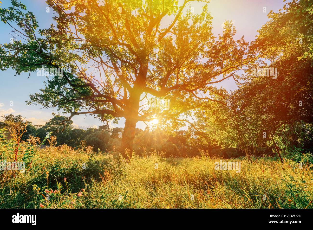 Sol sol sol y roble de madera vieja en verano día soleado. Sol Sunshine a través de Oak Forest Tree. Naturaleza soleada Madera luz del sol. Verde verdor Foto de stock