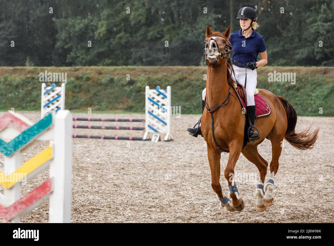 Jovencita jinete de caballo que restringe un caballo en el curso de salto de la demostración en competición deportiva ecuestre. Foto de stock