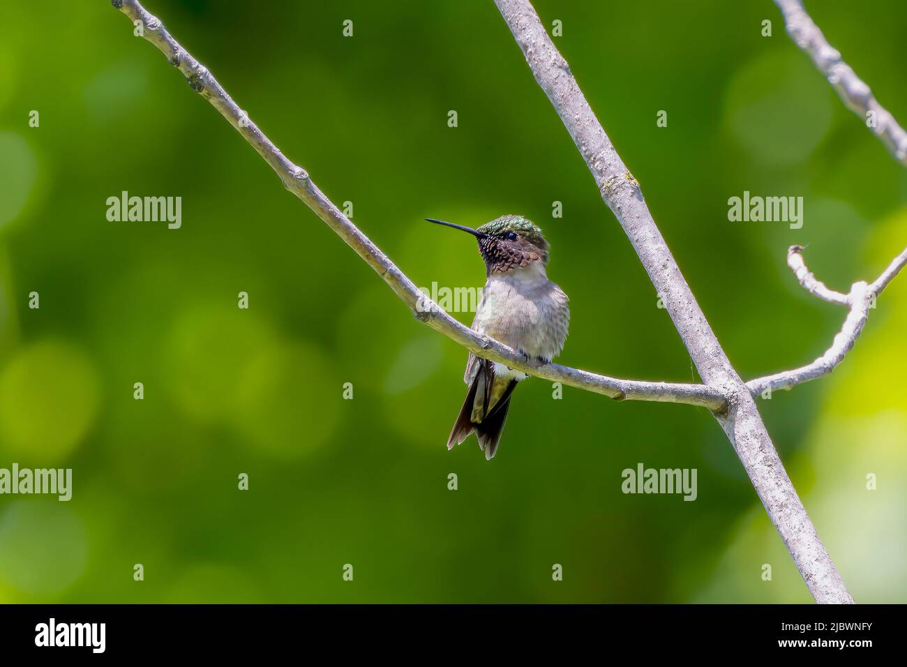 El colibrí de garganta rubia (Archilochus colubris) Foto de stock