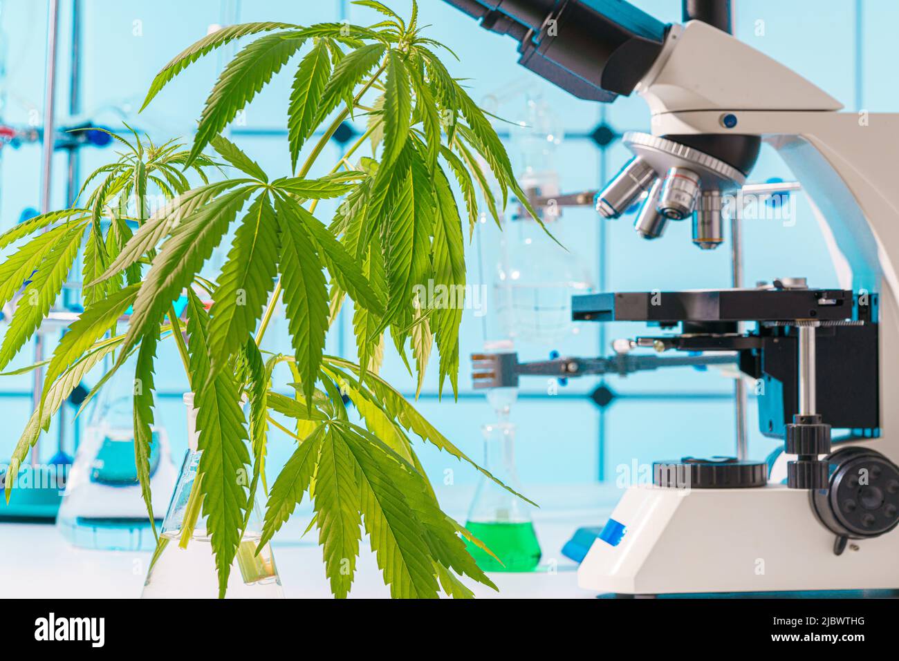 La marihuana planta la hoja en el laboratorio científico con microscopio y  vidrio de laboratorio Fotografía de stock - Alamy