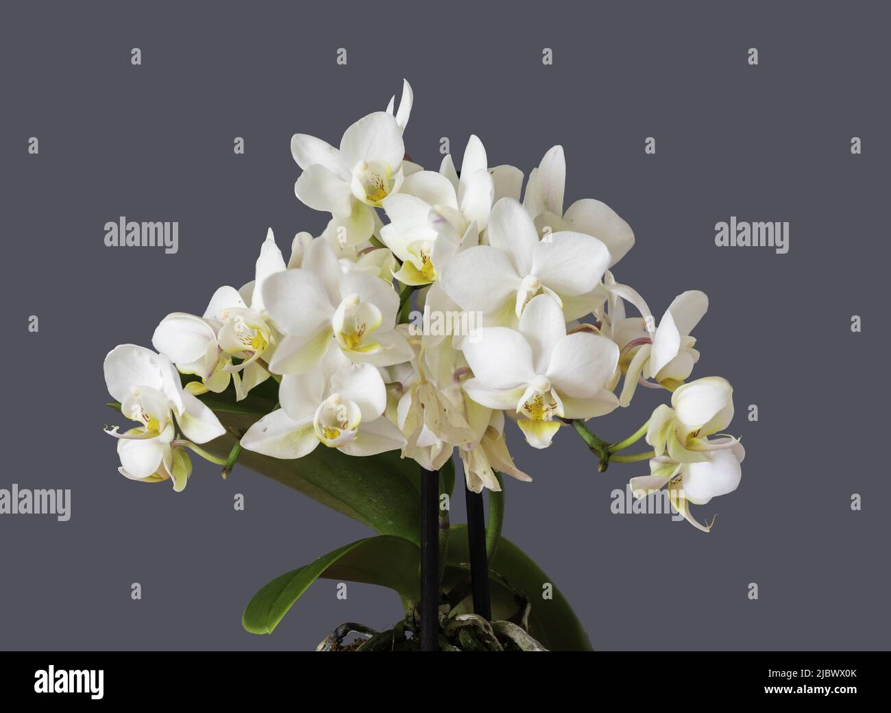 Flores de orquídeas en miniatura fotografías e imágenes de alta resolución  - Alamy