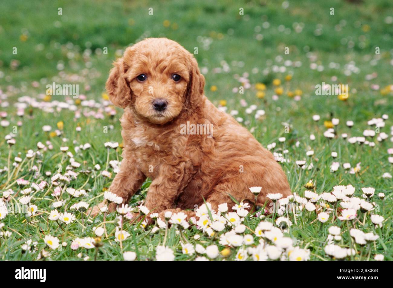cachorro de Labradoodle en hierba Fotografía de stock -