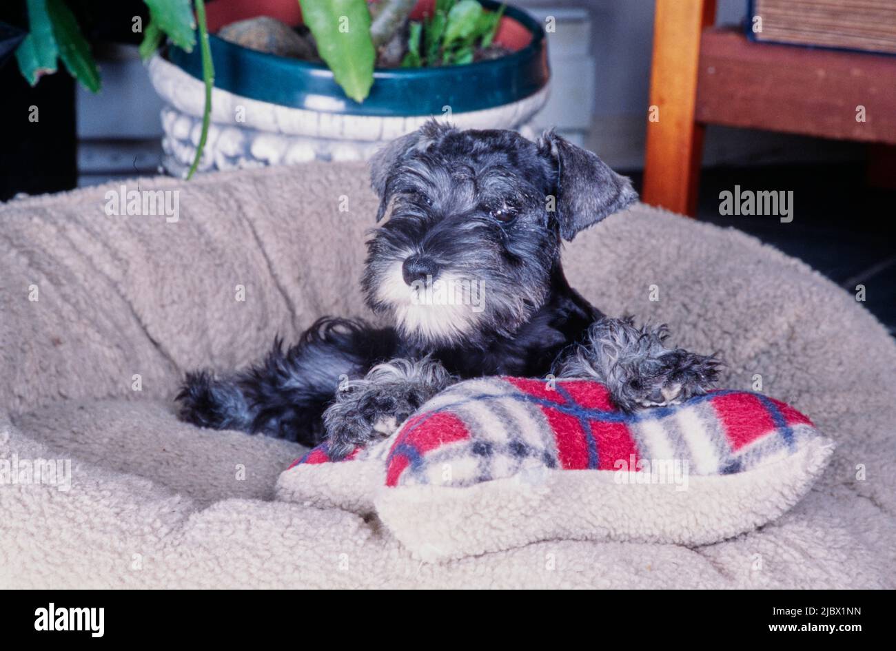 Un schnauzer en una cama de perro Fotografía de stock - Alamy