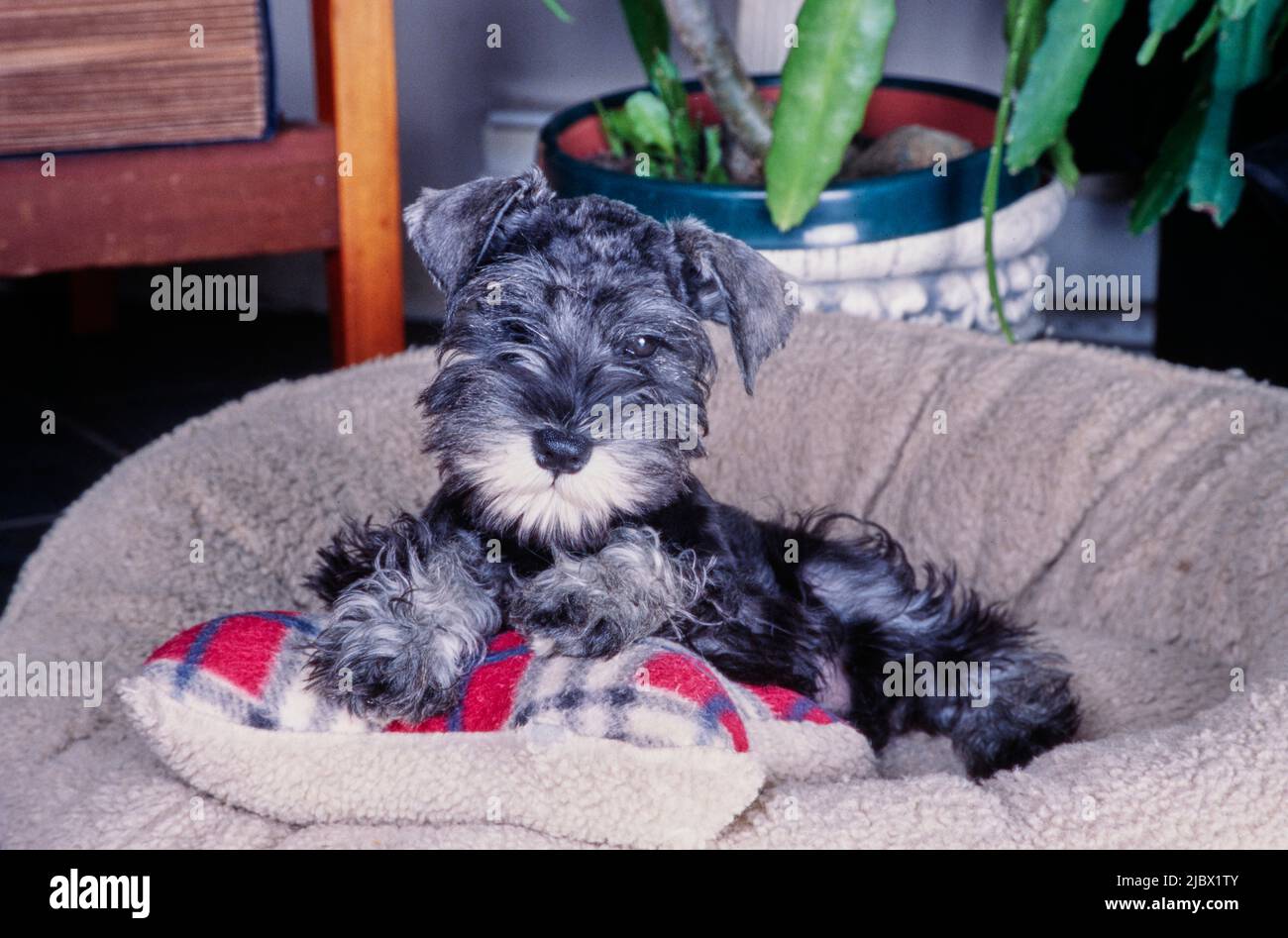 Un schnauzer en una cama de perro Fotografía de stock - Alamy