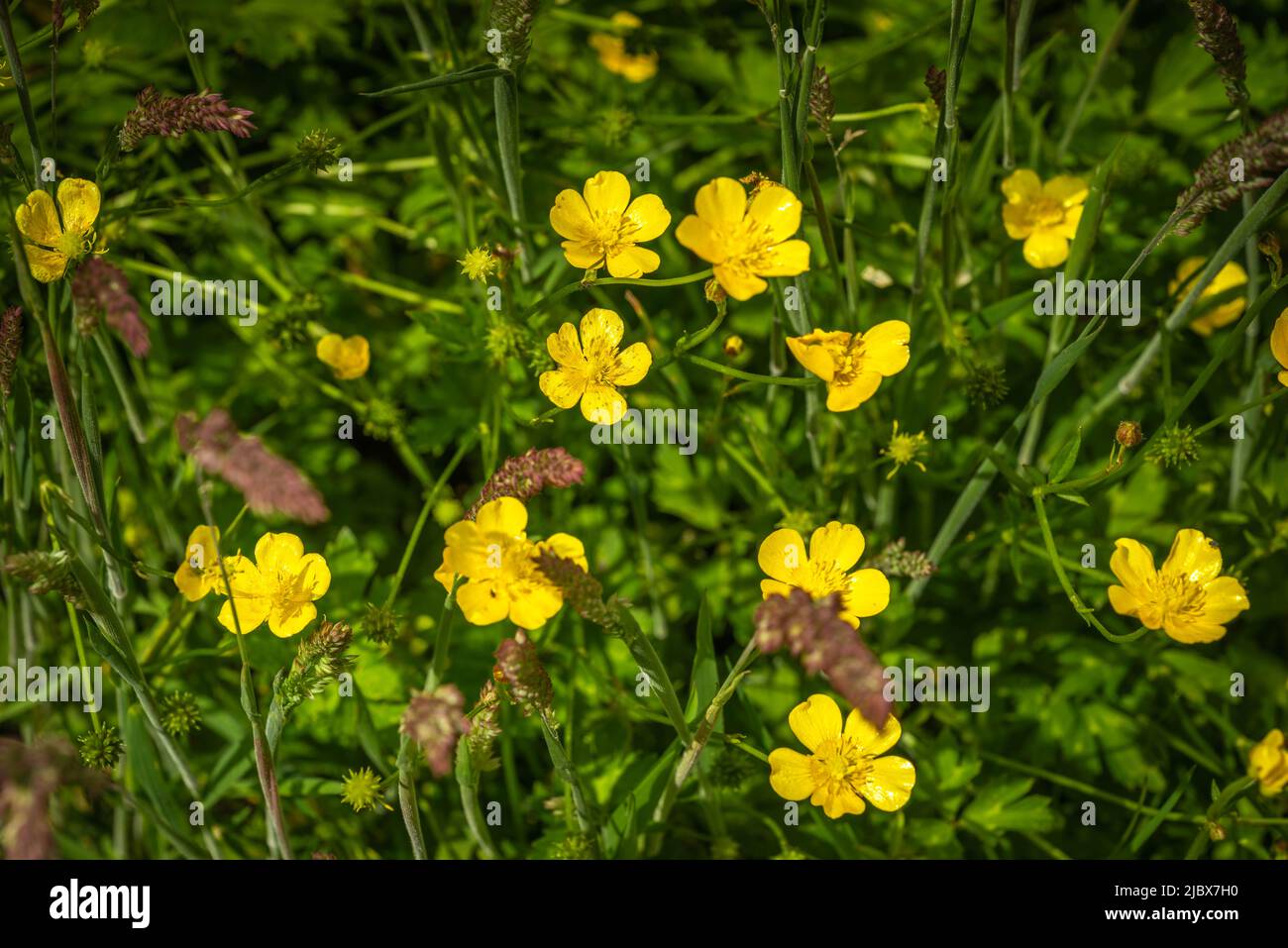 Buey butíboso (Ranunculus bulbosus) flor silvestre amarilla en una pradera en el sur de Inglaterra durante la primavera, Reino Unido Foto de stock