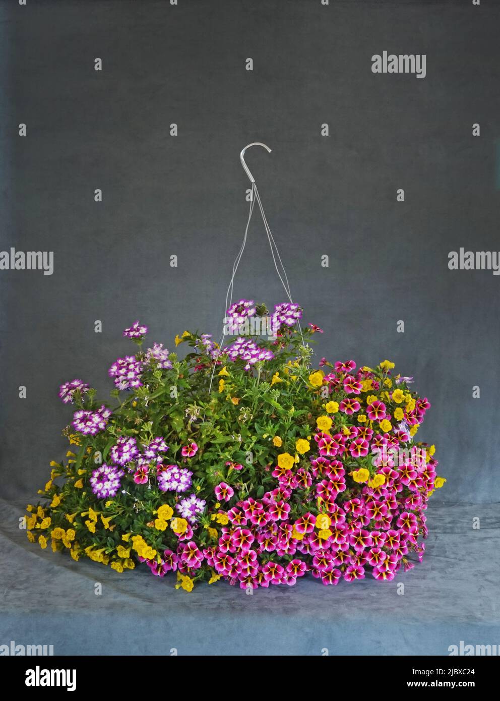 Una cesta de flores de primavera llamada Calibrachoa, también llamada supercampanas y millones de campanas. Foto de stock