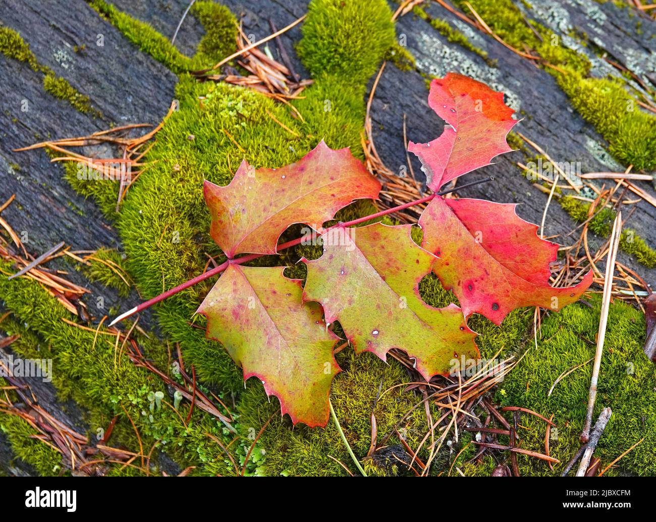 Hojas rojas de una planta de uva de Oregón, en el Bosque Nacional Deschutes cerca de Bend, Oregón. Foto de stock
