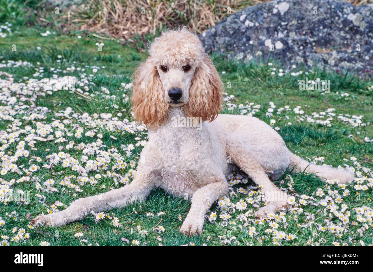 Perros peludos blancos fotografías e imágenes de alta resolución - Página 2  - Alamy