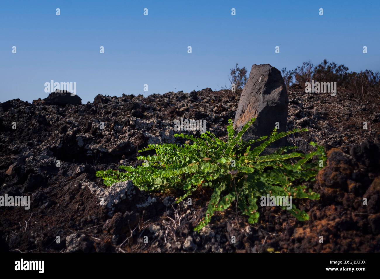 Vista de la planta de Capers en las rocas de lava, Sicilia Foto de stock