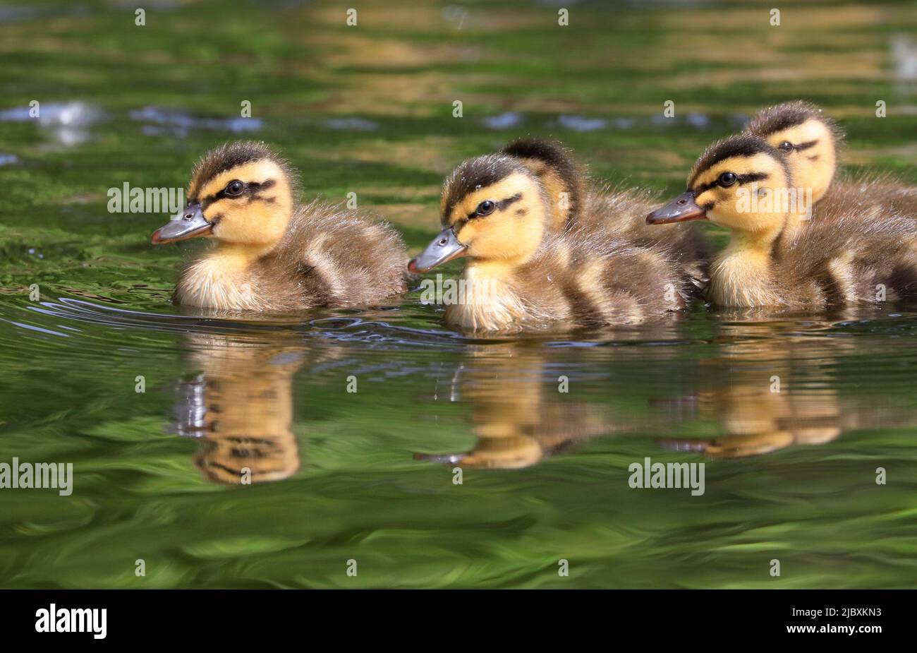 Bebés pato mallard nadar en el lago con reflejos agradables y verde en primer plano Foto de stock