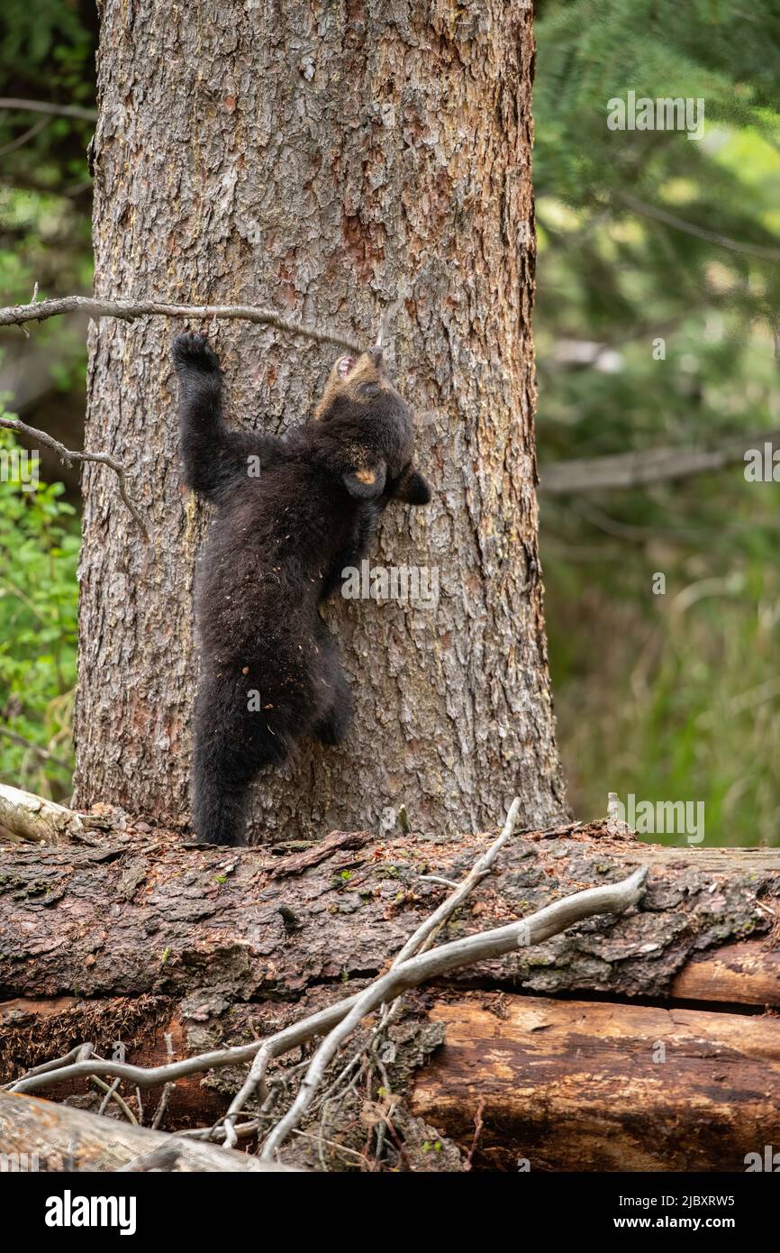 Black Bear Cub llegando a Stick, Yellowstone Foto de stock
