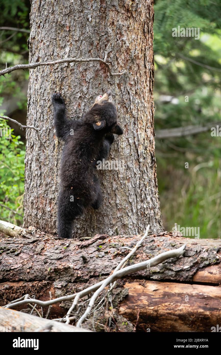 Black Bear Cub llegando a Stick, Yellowstone Foto de stock